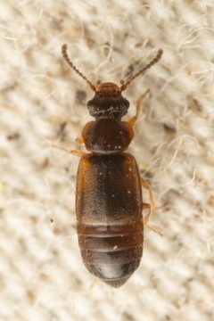 Subhaida ingrata by (c) Trevor Van Loon, some rights reserved (CC BY), uploaded by Trevor Van Loon. Used under a CC-BY license.