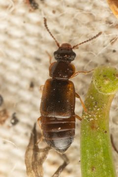 Subhaida ingrata by (c) Trevor Van Loon, some rights reserved (CC BY), uploaded by Trevor Van Loon. Used under a CC-BY license.