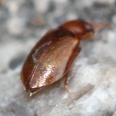Eusphalerum convexum by (c) adam1420, some rights reserved (CC BY), uploaded by adam1420. Used under a CC-BY license.