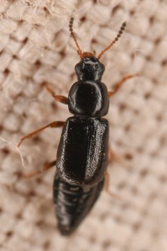 Eusphalerum swauki by (c) Trevor Van Loon, some rights reserved (CC BY), uploaded by Trevor Van Loon. Used under a CC-BY license.