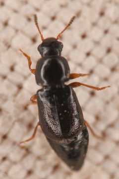 Eusphalerum swauki by (c) Trevor Van Loon, some rights reserved (CC BY), uploaded by Trevor Van Loon. Used under a CC-BY license.