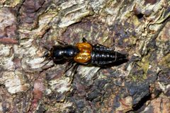Oxyporus rufipennis by (c) Kristof Zyskowski, some rights reserved (CC BY), uploaded by Kristof Zyskowski. Used under a CC-BY license.