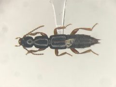 Lathrobium washingtoni by no rights reserved, uploaded by Nick Bédard. Used under a CC0 license.