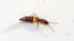 Lithocharis ochracea by (c) Dan MacNeal, some rights reserved (CC BY), uploaded by Dan MacNeal. Used under a CC-BY license.