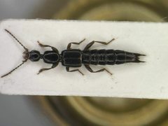 Tetartopeus niger by no rights reserved, uploaded by Nick Bédard. Used under a CC0 license.