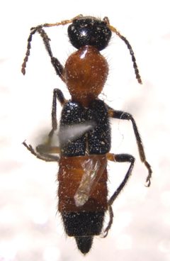 Paederus grandis by (c) Andrew Meeds, some rights reserved (CC BY), uploaded by Andrew Meeds. Used under a CC-BY license.
