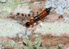 Paederus iowensis by (c) Gordon C. Snelling, some rights reserved (CC BY), uploaded by Gordon C. Snelling. Used under a CC-BY license.