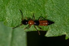 Paederus iowensis by (c) Patrick Hanly, some rights reserved (CC BY), uploaded by Patrick Hanly. Used under a CC-BY license.
