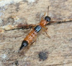 Paederus iowensis by (c) Even Dankowicz, some rights reserved (CC BY), uploaded by Even Dankowicz. Used under a CC-BY license.