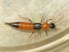 Paederus littorarius by (c) Dan MacNeal, some rights reserved (CC BY), uploaded by Dan MacNeal. Used under a CC-BY license.