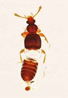 Bibloporus bicanalis by no rights reserved, uploaded by Nick Bédard. Used under a CC0 license.