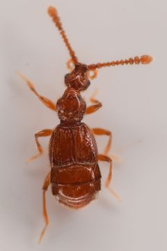 Moriuss occidens by (c) Trevor Van Loon, some rights reserved (CC BY), uploaded by Trevor Van Loon. Used under a CC-BY license.