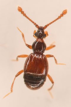 Lucifotychus cognatus by (c) Trevor Van Loon, some rights reserved (CC BY), uploaded by Trevor Van Loon. Used under a CC-BY license.