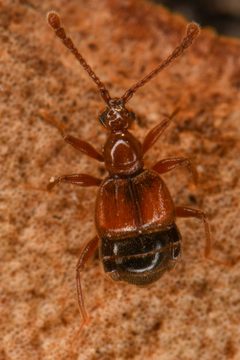 Tyrus corticinus by (c) Trevor Van Loon, some rights reserved (CC BY), uploaded by Trevor Van Loon. Used under a CC-BY license.