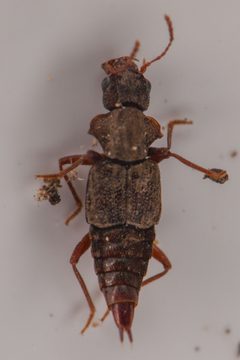 Pseudopsinae by (c) Trevor Van Loon, some rights reserved (CC BY), uploaded by Trevor Van Loon. Used under a CC-BY license.