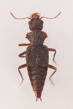 Zalobius by (c) Trevor Van Loon, some rights reserved (CC BY), uploaded by Trevor Van Loon. Used under a CC-BY license.