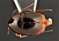 Scaphisoma americanum by no rights reserved, uploaded by Nick Bédard. Used under a CC0 license.