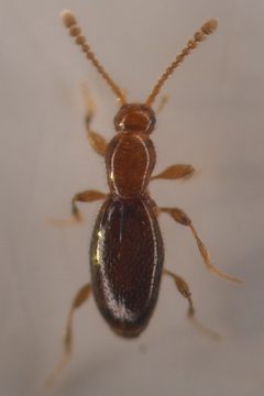 Catalinus by (c) Trevor Van Loon, some rights reserved (CC BY), uploaded by Trevor Van Loon. Used under a CC-BY license.