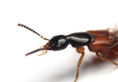 Belonuchus rufipennis by (c) Zachary Dankowicz, some rights reserved (CC BY), uploaded by Zachary Dankowicz. Used under a CC-BY license.