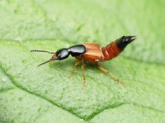 Belonuchus rufipennis by (c) Katja Schulz, some rights reserved (CC BY), uploaded by Katja Schulz. Used under a CC-BY license.