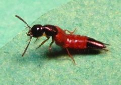 Belonuchus rufipennis by no rights reserved, uploaded by Ken Kneidel. Used under a CC0 license.
