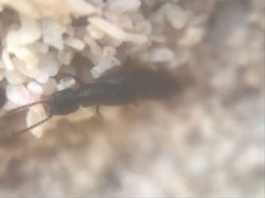 Cafius bistriatus by (c) Jared Shorma, some rights reserved (CC BY), uploaded by Jared Shorma. Used under a CC-BY license.