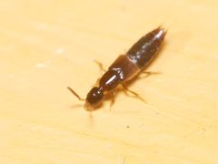 Gabronthus thermarum by (c) Alexis Tinker-Tsavalas, some rights reserved (CC BY), uploaded by Alexis Tinker-Tsavalas. Used under a CC-BY license.