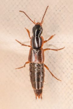 Quedius limbifer by (c) Trevor Van Loon, some rights reserved (CC BY), uploaded by Trevor Van Loon. Used under a CC-BY license.