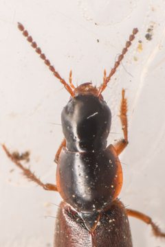 Quedius limbifer by (c) Trevor Van Loon, some rights reserved (CC BY), uploaded by Trevor Van Loon. Used under a CC-BY license.