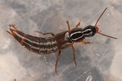 Quedius limbifer by (c) Trevor Van Loon, some rights reserved (CC BY), uploaded by Trevor Van Loon. Used under a CC-BY license.