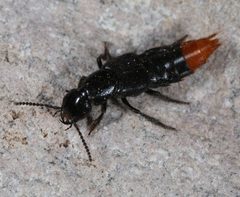 Xanthopygus xanthopygus by (c) jcowles, some rights reserved (CC BY), uploaded by jcowles. Used under a CC-BY license.