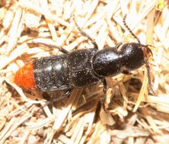 Xanthopygus xanthopygus by (c) Lon Brehmer, some rights reserved (CC BY), uploaded by Lon Brehmer. Used under a CC-BY license.
