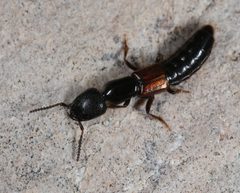 Thyreocephalus arizonicus by (c) jcowles, some rights reserved (CC BY), uploaded by jcowles. Used under a CC-BY license.