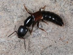 Thyreocephalus arizonicus by (c) jcowles, some rights reserved (CC BY), uploaded by jcowles. Used under a CC-BY license.