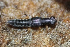 Stenus flavicornis by (c) Even Dankowicz, some rights reserved (CC BY), uploaded by Even Dankowicz. Used under a CC-BY license.