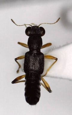 Stenus flavicornis by (c) Keith Wauthy, some rights reserved (CC BY), uploaded by Keith Wauthy. Used under a CC-BY license.