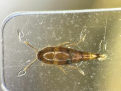 Sepedophilus scriptus by no rights reserved, uploaded by Nick Bédard. Used under a CC0 license.