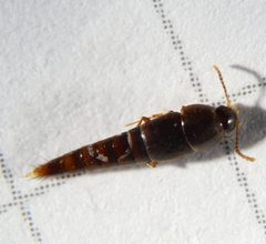 Sepedophilus testaceus by (c) carnifex, some rights reserved (CC BY), uploaded by carnifex. Used under a CC-BY license.
