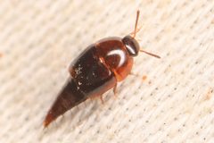 Coproporus by (c) Trevor Van Loon, some rights reserved (CC BY), uploaded by Trevor Van Loon. Used under a CC-BY license.