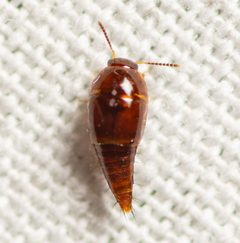 Coproporus by (c) Justin Williams, some rights reserved (CC BY), uploaded by Justin Williams. Used under a CC-BY license.