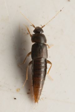 Trichophya tarsalis by (c) Trevor Van Loon, some rights reserved (CC BY), uploaded by Trevor Van Loon. Used under a CC-BY license.