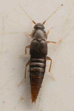 Trichophya tarsalis by (c) Trevor Van Loon, some rights reserved (CC BY), uploaded by Trevor Van Loon. Used under a CC-BY license.
