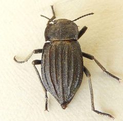 Pelecyphorus by (c) jimeckert49, some rights reserved (CC BY). Used under a CC-BY license.