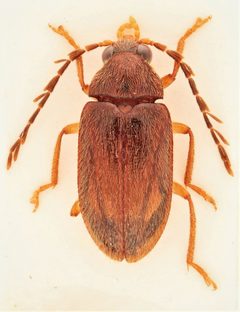 Ptilodactyla nanoderma by no rights reserved, uploaded by Nick Bédard. Used under a CC0 license.