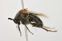Ripiphorus columbianus by (c) Chris Ratzlaff, some rights reserved (CC BY), uploaded by Chris Ratzlaff. Used under a CC-BY license.