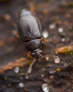 Proteinus by (c) Alexis Tinker-Tsavalas, some rights reserved (CC BY), uploaded by Alexis Tinker-Tsavalas. Used under a CC-BY license.