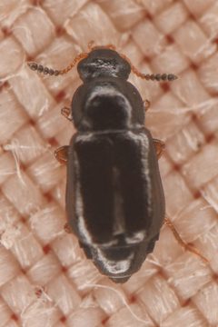 Proteinus by (c) Trevor Van Loon, some rights reserved (CC BY), uploaded by Trevor Van Loon. Used under a CC-BY license.