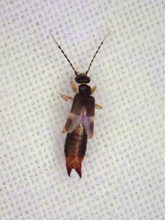 Labiinae by (c) Jon Hoekstra, some rights reserved (CC BY), uploaded by Jon Hoekstra. Used under a CC-BY license.