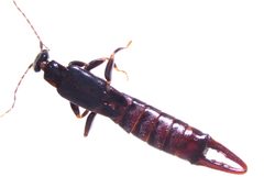 Labiinae by (c) Mike Bowie, some rights reserved (CC BY), uploaded by Mike Bowie. Used under a CC-BY license.