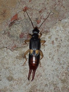 Vostox brunneipennis by (c) John P Friel, some rights reserved (CC BY), uploaded by John P Friel. Used under a CC-BY license.